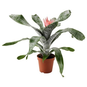 IKEA AECHMEA potted plant, Urn plant, 6 in, Ikea Ireland | 1782FWTXZ
