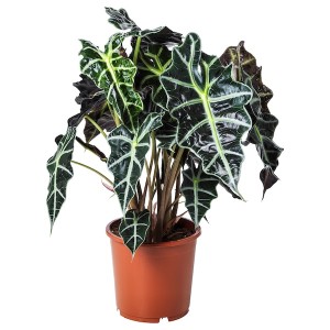 IKEA ALOCASIA AMAZONICA potted plant, Elephant ear, 6 in, Ikea Ireland | 9482PDTSY