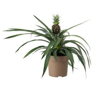 IKEA ANANAS potted plant, Pineapple, 5 in, Ikea Ireland | 5172NGUXL