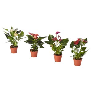 IKEA ANTHURIUM potted plant, Flamingo plant assorted colors, 4 in, Ikea Ireland | 8320IOVHF