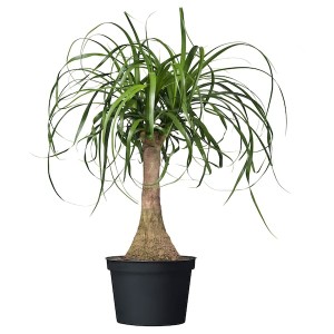 IKEA BEAUCARNEA RECURVATA potted plant, Elephant's foot, 6 in, Ikea Ireland | 7520NZXGT