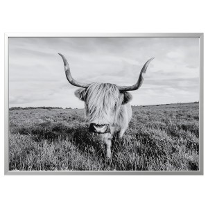 IKEA BJÖRKSTA picture and frame, curious cow, 55x39 ¼ in Aluminum Color, Ikea Ireland | 5691IPQCV