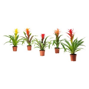 IKEA BROMELIACEAE potted plant, Bromeliad, 4 ½ in, Ikea Ireland | 6410YUKOV