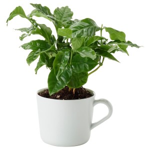 IKEA COFFEA ARABICA potted plant in mug, coffee plant, 3 ½ in, Ikea Ireland | 2075KJFLS