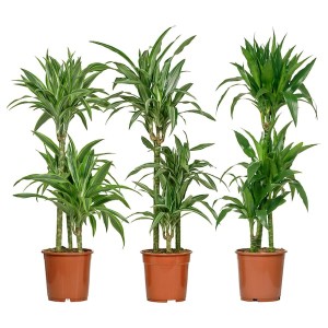 IKEA DRACAENA CINTHO potted plant, corn plant, 8 in, Ikea Ireland | 3694TSARU