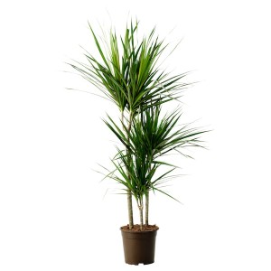 IKEA DRACAENA MARGINATA potted plant, Dragon tree/3-stem, 8 in, Ikea Ireland | 4072SQVKE