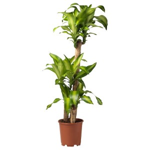 IKEA DRACAENA MASSANGEANA potted plant, Dom plant/3-stem, 9 ½ in, Ikea Ireland | 8124WDTBK