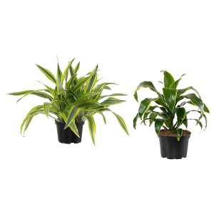IKEA DRACAENA potted plant, assorted species plants, 6 in, Ikea Ireland | 4938RQGUE