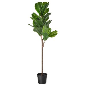 IKEA FEJKA artificial potted plant, indoor/outdoor, 7 ½ in Fiddle / Leaf Fig, Ikea Ireland | 8236DBIOG