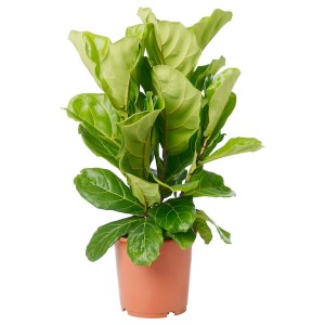 IKEA FICUS LYRATA potted plant, fiddle-leaf fig, 9 ½ in, Ikea Ireland | 0276VNSZJ
