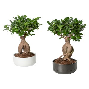 IKEA FICUS MICROCARPA GINSENG Plant with pot, bonsai, assorted colors, Diameter of plant pot: 8 ¾ in, Ikea Ireland | 6109KPZDW