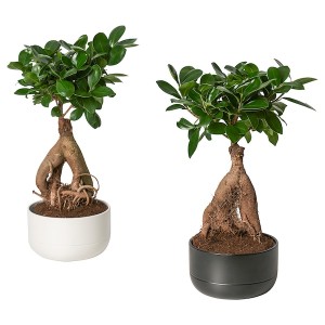 IKEA FICUS plant with pot, bonsai/assorted colors, 5 ½ in, Ikea Ireland | 1720CXZHL