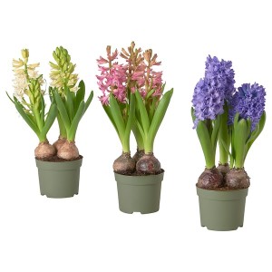 IKEA HYACINTHUS potted plant, Hyacinth/assorted colors, 6 in, Ikea Ireland | 6738BAOQT