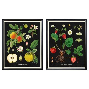 IKEA KNOPPÄNG frame with poster, 16 ¼x20 in, 2 pack Vintage Botanical Fruit Charts, Ikea Ireland | 8729RPQNZ