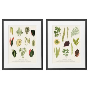 IKEA KNOPPÄNG frame with poster, 16 ¼x20 in, 2 pack Collage Of Leaves, Ikea Ireland | 1247UMXTL
