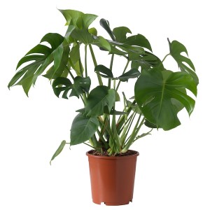IKEA MONSTERA DELICIOSA potted plant, 9 ½ in, Ikea Ireland | 4108YRUME