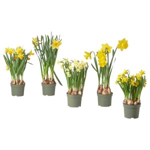 IKEA NARCISSUS potted plant, Narcissus, 6 in, Ikea Ireland | 6089IWBHG