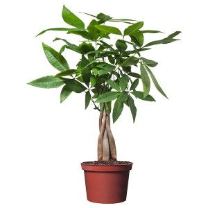 IKEA PACHIRA AQUATICA potted plant, Guinea chestnut, 5 in, Ikea Ireland | 0953SPNXO