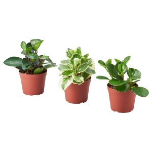 IKEA PEPEROMIA potted plant, assorted species plants, 5 in, Ikea Ireland | 0423CVZGH