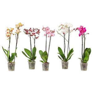 IKEA PHALAENOPSIS potted plant, Orchid/2-stem assorted species plants, 3 ½ in, Ikea Ireland | 8607GEWBT