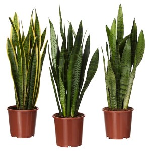 IKEA SANSEVIERIA TRIFASCIATA potted plant, Mother-in-law's tongue, 6 in, Ikea Ireland | 0694NUYGR