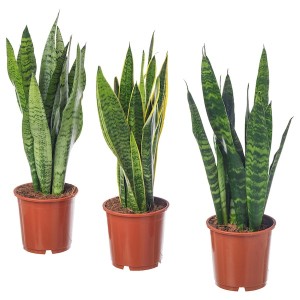 IKEA SANSEVIERIA potted plant, Mother-in-law's tongue, 8 in, Ikea Ireland | 8709SXNPG
