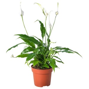 IKEA SPATHIPHYLLUM potted plant, Peace lily, 6 in, Ikea Ireland | 3781EPWHA