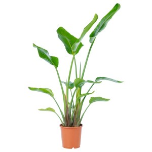 IKEA STRELITZIA potted plant, white bird of paradise, 9 ¼ in, Ikea Ireland | 2895XMCLY