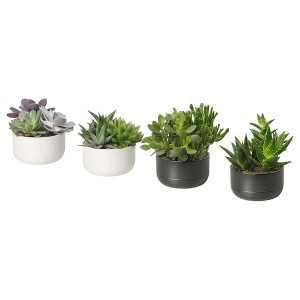 IKEA SUCCULENT plant with pot, arrangement/assorted species plants, 5 in, Ikea Ireland | 7190BQLKU