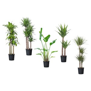 IKEA TROPISK potted plant, tropical plant/assorted species plants, 12 in, Ikea Ireland | 3094GOUNS
