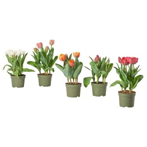 IKEA TULIPA potted plant, tulip, 6 in, Ikea Ireland | 5312JWBDS