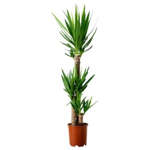 IKEA YUCCA ELEPHANTIPES potted plant, Spineless yucca/3-stem, 9 ½ in, Ikea Ireland | 9045UVJBA