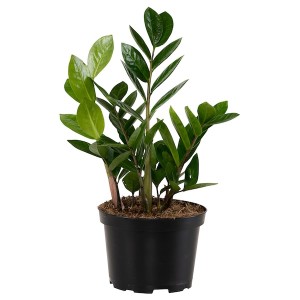 IKEA ZAMIOCULCAS potted plant, Aroid palm, 6 in, Ikea Ireland | 5841XKLDI
