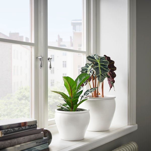 IKEA AMBRARÖNN plant pot, indoor/outdoor/white, 6 in, Ikea Ireland | 4573SOEDU