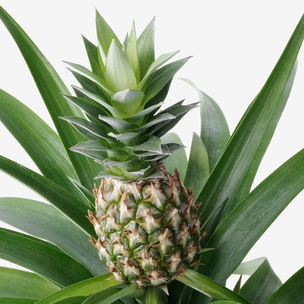 IKEA ANANAS potted plant, Pineapple, 5 in, Ikea Ireland | 5172NGUXL