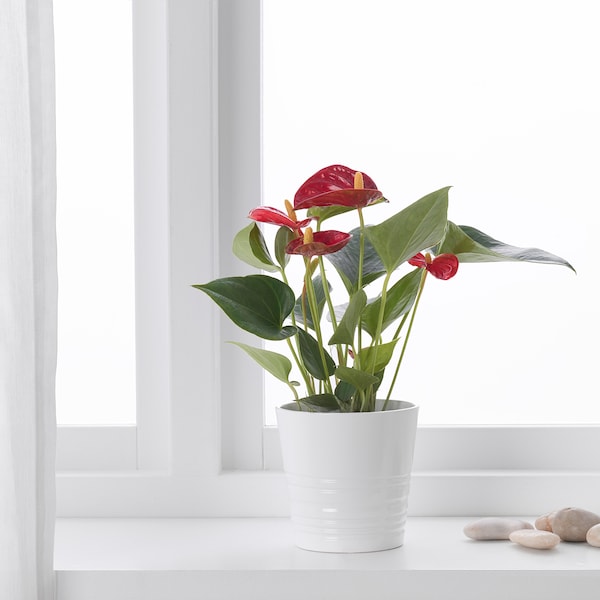 IKEA ANTHURIUM potted plant, Flamingo plant assorted colors, 4 in, Ikea Ireland | 8320IOVHF