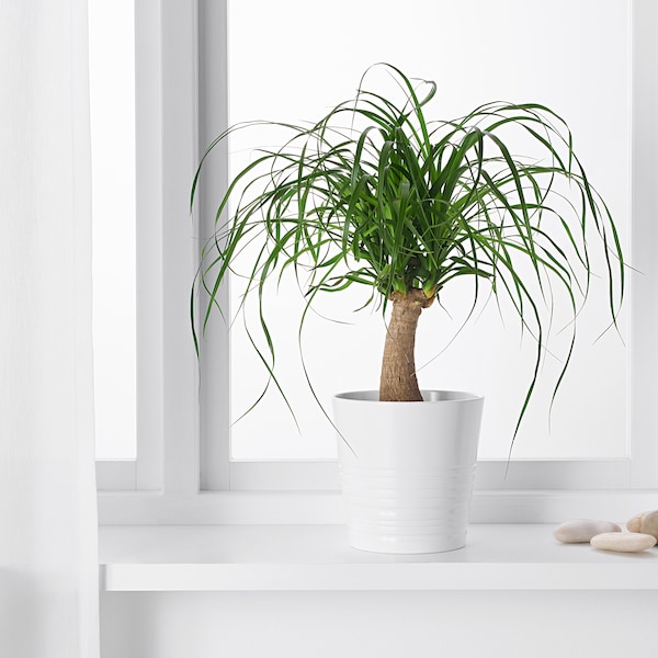 IKEA BEAUCARNEA RECURVATA potted plant, Elephant's foot, 6 in, Ikea Ireland | 7520NZXGT