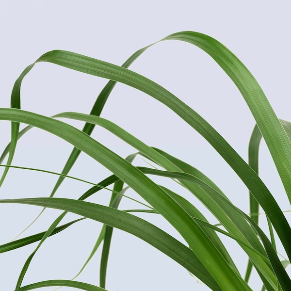 IKEA BEAUCARNEA RECURVATA potted plant, Elephant's foot, 6 in, Ikea Ireland | 7520NZXGT