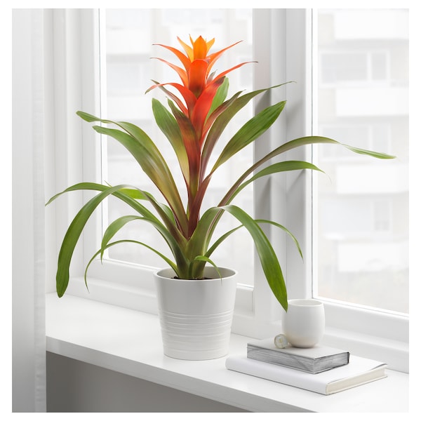 IKEA BROMELIACEAE potted plant, Bromeliad, 4 ½ in, Ikea Ireland | 6410YUKOV
