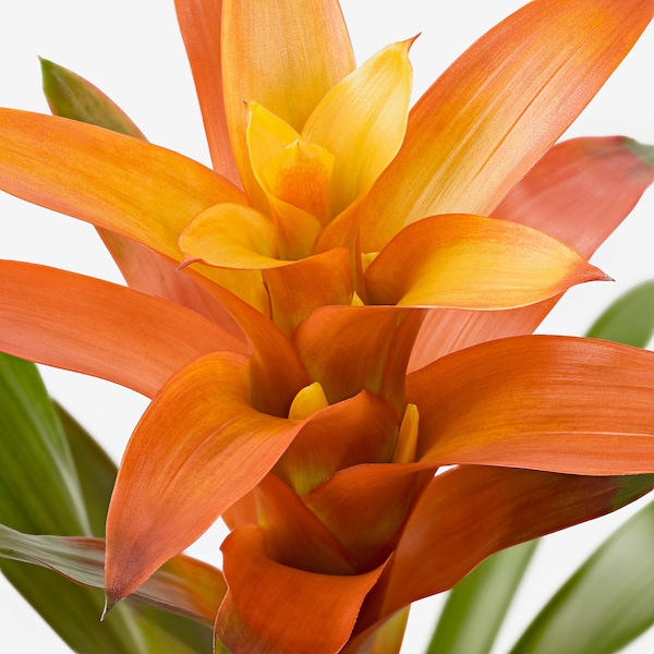 IKEA BROMELIACEAE potted plant, Bromeliad, 4 ½ in, Ikea Ireland | 6410YUKOV