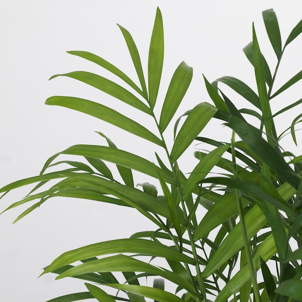 IKEA CHAMAEDOREA ELEGANS potted plant, Parlor palm, 6 in, Ikea Ireland | 0823BVIKA