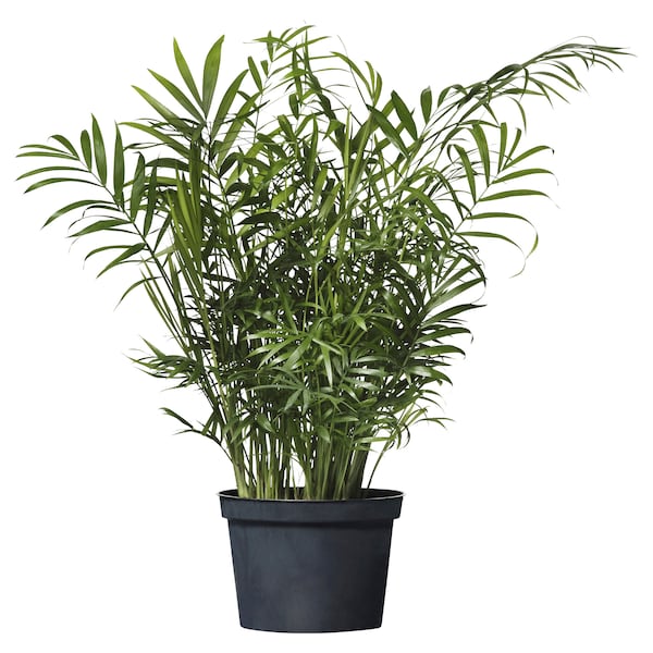 IKEA CHAMAEDOREA ELEGANS potted plant, Parlor palm, 6 in, Ikea Ireland | 0823BVIKA