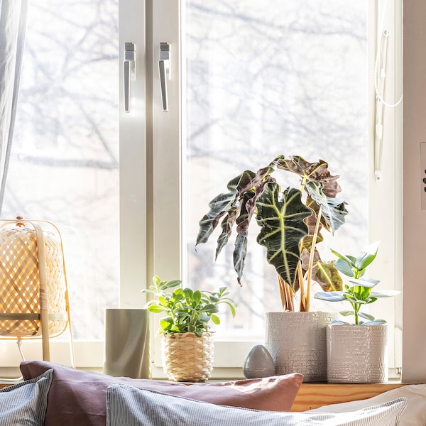 IKEA CHIAFRÖN plant pot, 6 in White, Ikea Ireland | 6310DHXCM