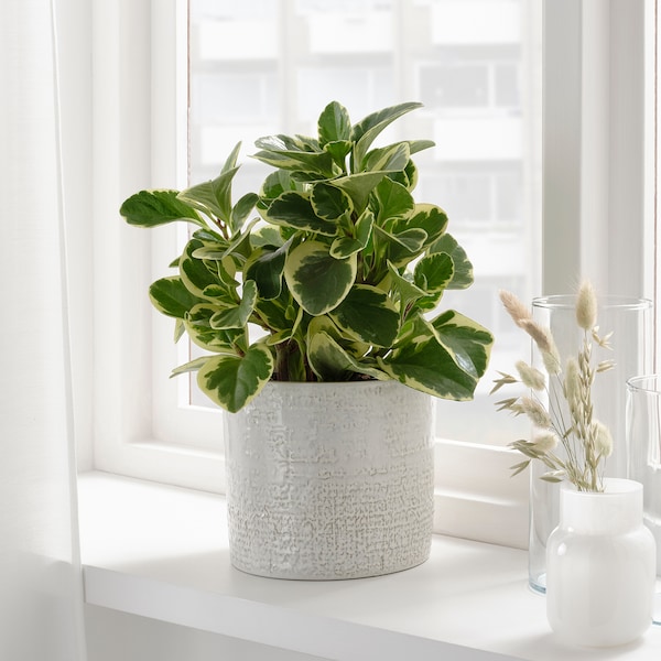 IKEA CHIAFRÖN plant pot, 6 in White, Ikea Ireland | 6310DHXCM