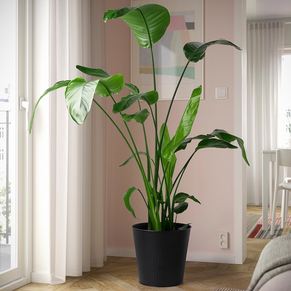 IKEA CITRONMELISS plant pot, indoor/outdoor/anthracite, 12 ½ in, Ikea Ireland | 3417DRVQZ