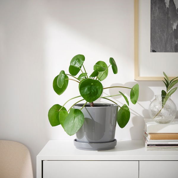 IKEA CITRUSFRUKT plant pot with saucer, indoor/outdoor gray, 6 in, Ikea Ireland | 9705UIXZM
