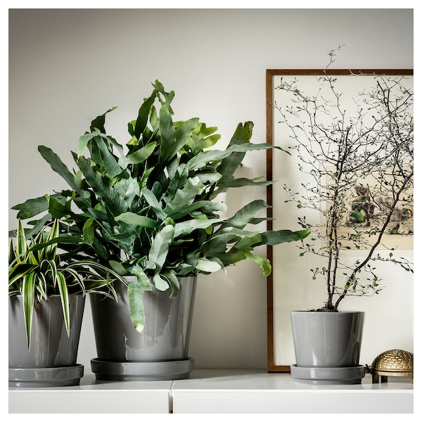 IKEA CITRUSFRUKT plant pot with saucer, indoor/outdoor gray, 6 in, Ikea Ireland | 9705UIXZM