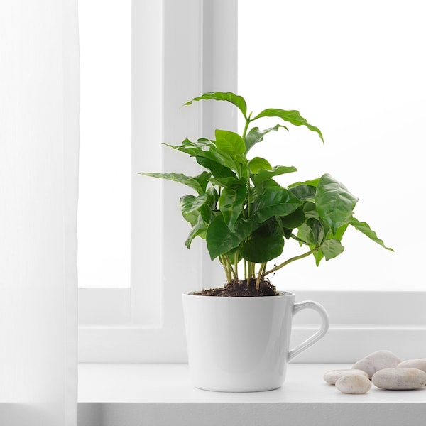 IKEA COFFEA ARABICA potted plant in mug, coffee plant, 3 ½ in, Ikea Ireland | 2075KJFLS