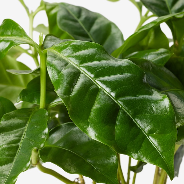 IKEA COFFEA ARABICA potted plant in mug, coffee plant, 3 ½ in, Ikea Ireland | 2075KJFLS