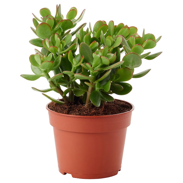 IKEA CRASSULA OVATA potted plant, Money tree, 6 in, Ikea Ireland | 7902SZTIA